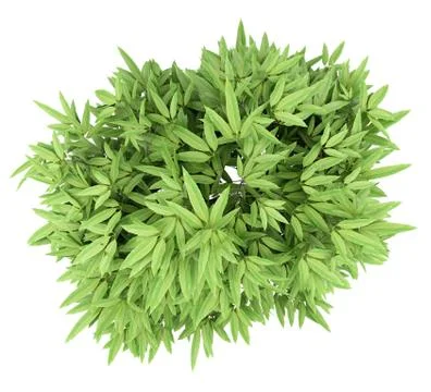 Mango tree isolated on white background. top view. 3d illustration Stock Illustration