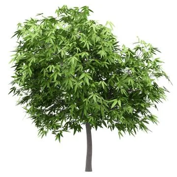 Mango tree isolated on white background. 3d illustration Illustrazione stock