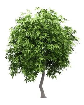 Mango tree isolated on white background. 3d illustration Illustrazione stock