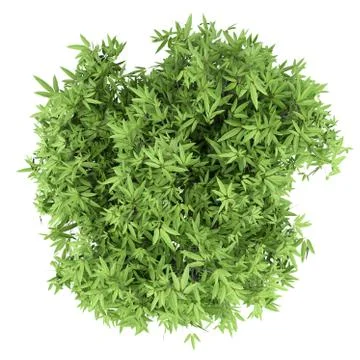 Mango tree isolated on white background. top view. 3d illustration Stock Illustration