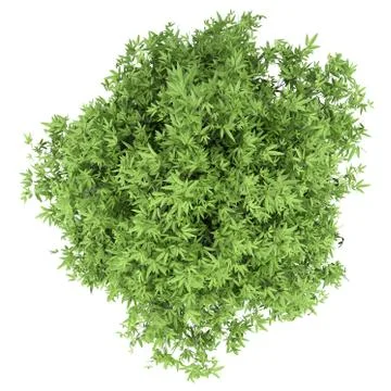 Mango tree isolated on white background. top view. 3d illustration Stock Illustration