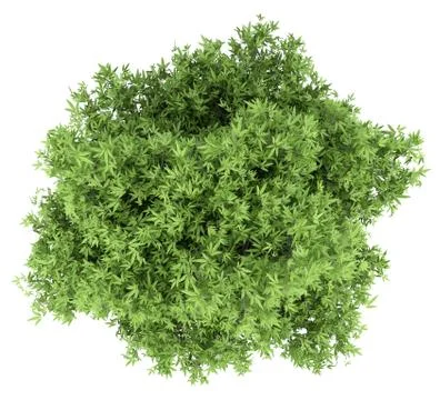 Mango tree isolated on white background. top view. 3d illustration Stock Illustration