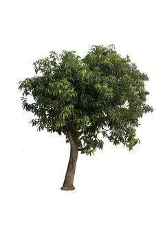 Mango tree isolated on white background Stock Photos