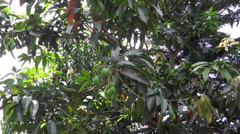 Mango tree in its natural environment with raw fruits 스톡 동영상 38040426