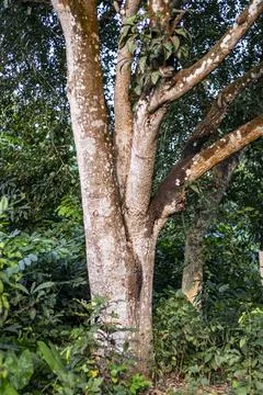 A mango tree is a large, evergreen with a deep root system, growing tall an.. Stock Photos