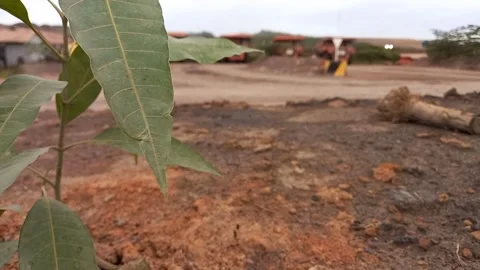 Mango tree leaf vibration Stock Footage 156036147
