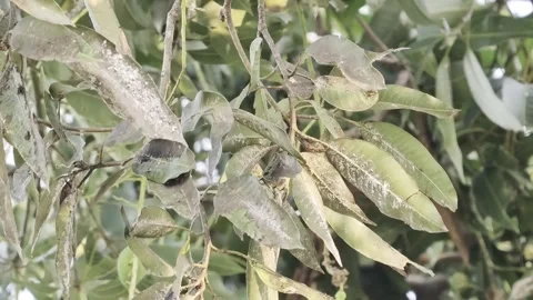 Mango tree leaves affected by mealybug infestation and powdery mildew close 動画素材 341265882