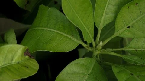 Mango Tree Leaves in Backyard Garden Foto stock