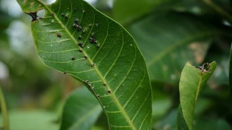 Mango Tree Leaves in Backyard Garden Stock Photos