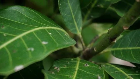 Mango Tree Leaves in Backyard Garden Stock Photos