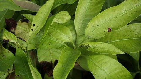 Mango Tree Leaves in Backyard Garden Stock Photos