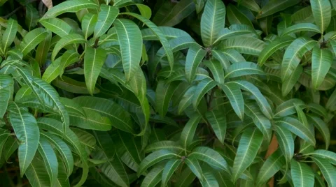 Mango tree leaves blowing in breeze, 4K Stock Footage 50556048