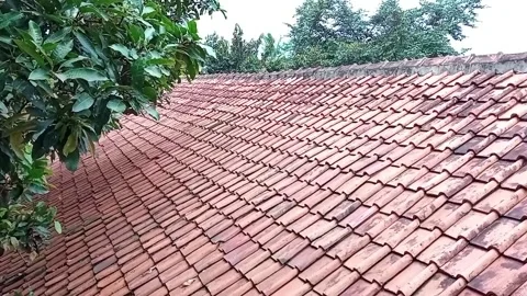 The mango tree leaves in the breeze Stock Footage 153581697