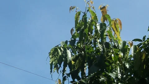 Mango tree leaves Stock Footage 241155219