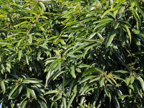 Mango tree leaves in natural light showing vibrant green foliage, ideal for.. Stock Photos