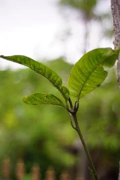 Mango tree leaves Stock Photos