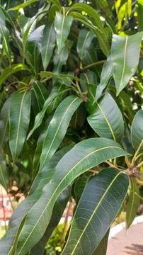 Mango Tree Leaves Stock Photos