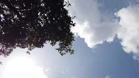 Mango Tree Leaves Swaying in the Wind Against Blue Sky and White Clouds Stock Footage 323671667