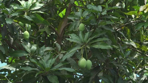 Mango tree. Mango fruit on the mango tree Stock Footage 85876296