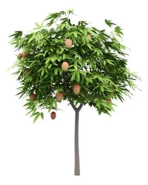 Mango tree with mango fruits isolated on white background. 3d illustration Illustrazione stock
