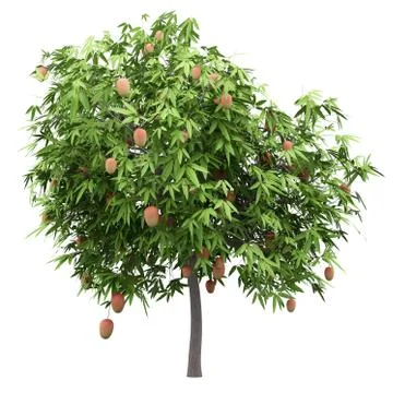 Mango tree with mango fruits isolated on white background. 3d illustration Stock Illustration