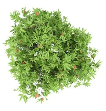 Mango tree with mango fruits isolated on white background. top view. 3d illus Stock Illustration