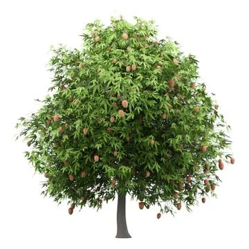 Mango tree with mango fruits isolated on white background. 3d illustration Stock Illustration