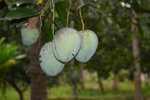 Mango Tree With Mango Fruits Stock Photos