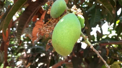 Mango tree with mangoes hanging. Stock Footage 220869067