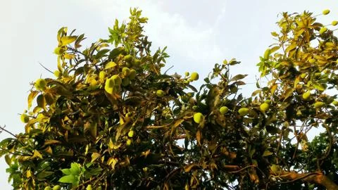 Mango tree with many mangoes Stock Photos