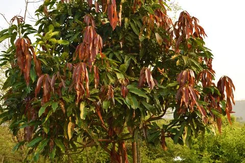 Mango tree with new and old leaves background Stock Photos