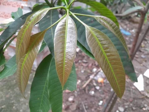 Mango tree newborn soft leaves with green old leaves Fotos Stock