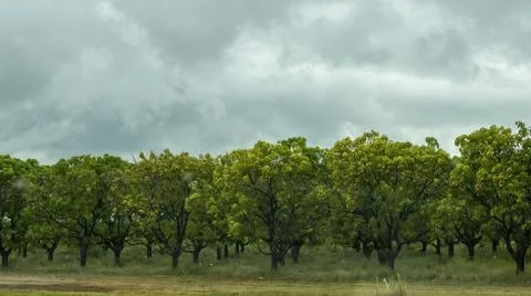 Mango Tree Orchard On A Rainy Day Stock Photos