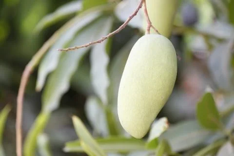 The mango tree. Foto stock