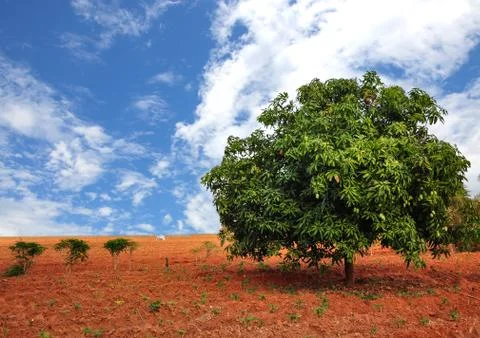 Mango tree. Stock Photos