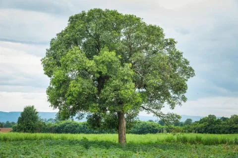 Mango tree Stock Photos