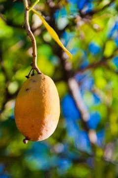 Mango on a tree Stock Photos