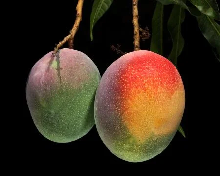Mango on tree Stock Photos