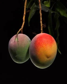 Mango on tree Stock Photos