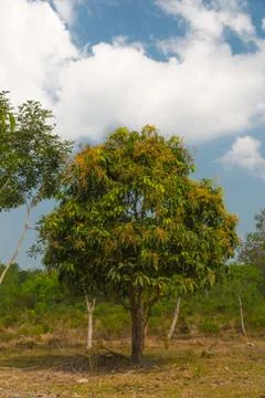 Mango tree Stock Photos