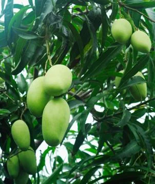 Mango tree Foto stock