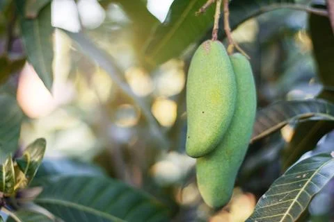 Mango on the tree. Foto stock