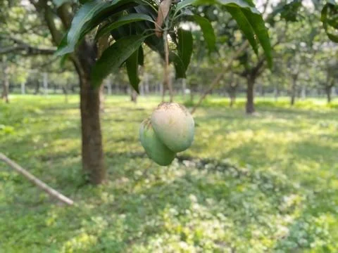 MANGO TREE Stock Photos