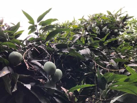 Mango on the tree Stock Photos