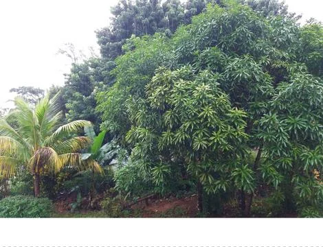 Mango tree Stock Photos