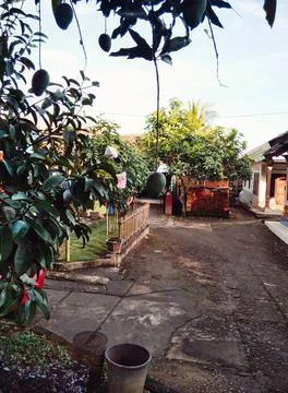 Mango tree.  Stock Photos