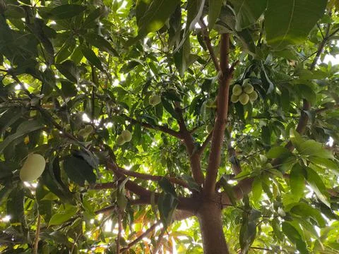 Mango tree Stock Photos