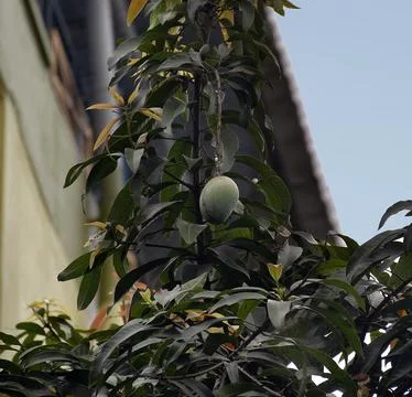 Mango on tree Foto stock
