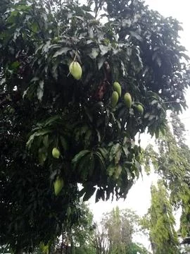 Mango tree Stock Photos