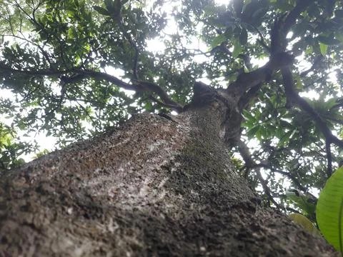 Mango tree Stock Photos